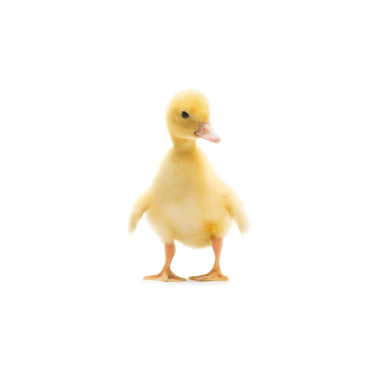 placeholder-image